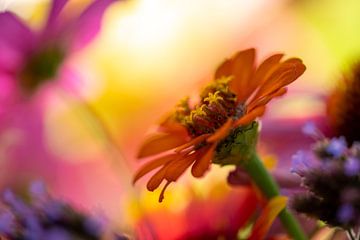 Vrolijke kleurrijke bloemen van elma maaskant