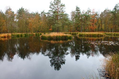 Pluizenmeer