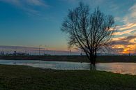 Boom in het water (Paardenwater Tiel) van Wijco van Zoelen thumbnail