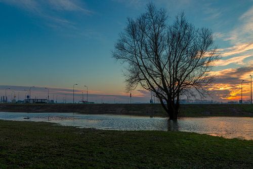 Boom in het water (Paardenwater Tiel)