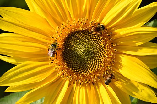 Een zonnebloem in de tuin in de herfst
