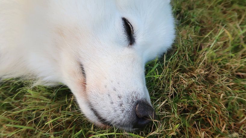 Samoyed by Bo Valentino