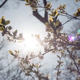 Frühlingszweige in der Sonne von Callista de Sterke