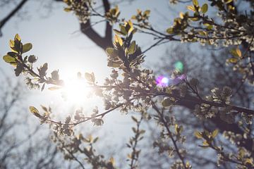 Branches de printemps au soleil sur Callista de Sterke