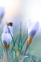 Abeille occupée