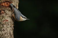 Nuthatch