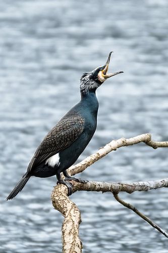 Le cormoran qui baille