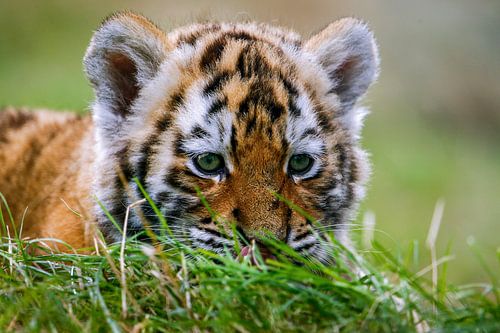 Tiger cub in the grass