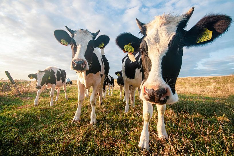 Cows at sunrise by Steven Blahowetz