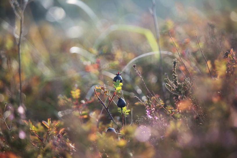 Crow berry van Jessica Van Wynsberge