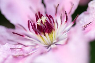 Roze bloem van Evelyne Renske