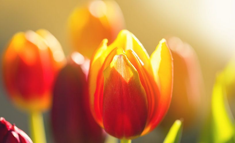 Tulpen van Bo Valentino