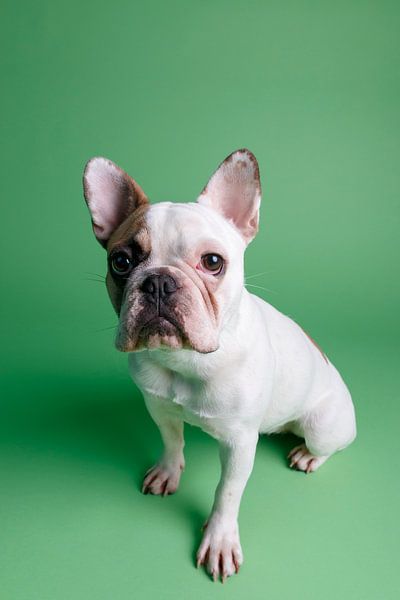 Mollie by LUNA Fotografie