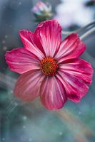 Fleur de Cosmea rose | photo de fleurs colorées