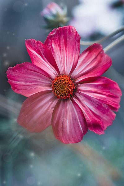 Pink Cosmea flower | colorful flowers photo by Bloomingshots_byEva