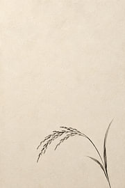 Ein einzelner Reisstängel I Indonesien I Minimalistisch