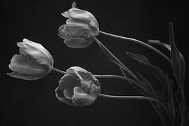 Französisch Tulpen 1 von Zus en Zo Foto