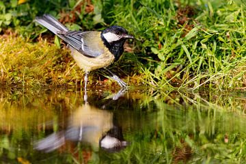 Koolmees (Parus major) van Dirk Rüter