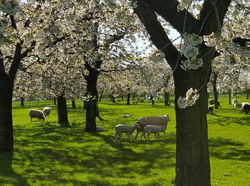 Le printemps est arrivé sur Ingrid de Vos - Boom