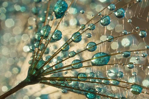 Turquoise - blauwe druppeltjes versieren de pluis