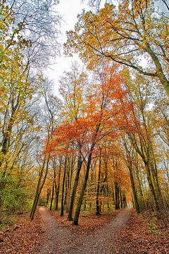 Herfstkleuren in het Bos