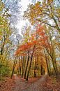 Herfstkleuren in het Bos van Michel Groen thumbnail