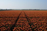 Een veld met roodgele tulpen van Gerard de Zwaan thumbnail