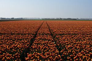 Ein Feld mit rot-gelben Tulpen