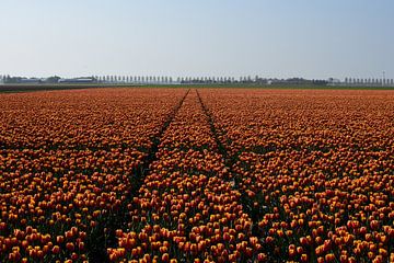 Ein Feld mit rot-gelben Tulpen