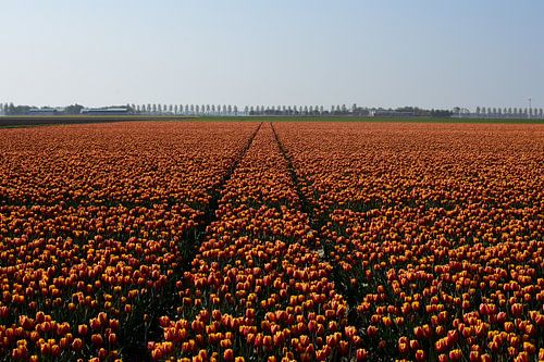 Een veld met roodgele tulpen
