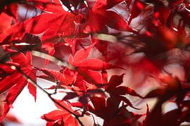 Fächerahorn von Thomas Jäger