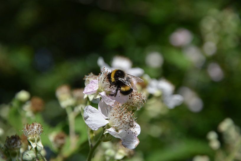 In der Nähe der Blume von Michael van Eijk