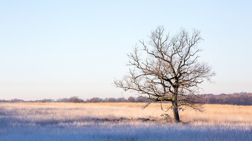 een boom alleen in het veld op een koude morgen par Marc Goldman