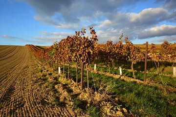 Vineyard landscape in the light of late afternoon in autumn by Catalina Morales Gonzalez