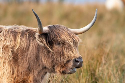 Scottish Highlander, beef.