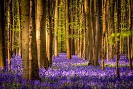 Spring in Hallerbos -  The tree in the middle