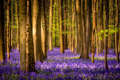 Spring in Hallerbos -  The tree in the middle