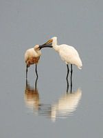 Deux spatules s'aimant l'une l'autre