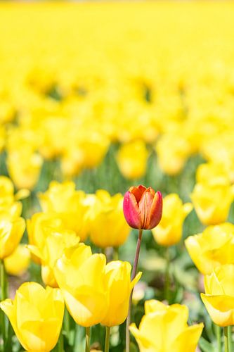 Une tulipe rouge dans un champ de tulipes jaunes.