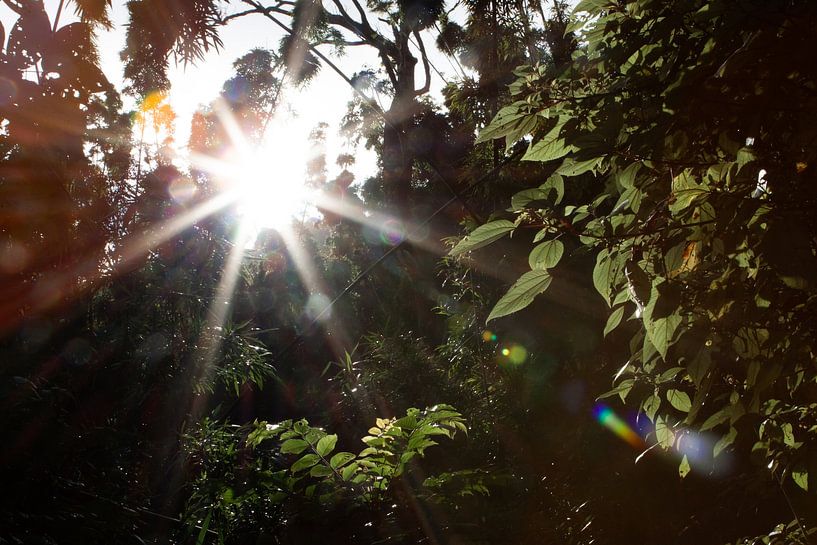 Zonnestralen op Hawaï van Renske Kleverwal
