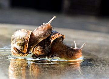 Escargots sur miroir