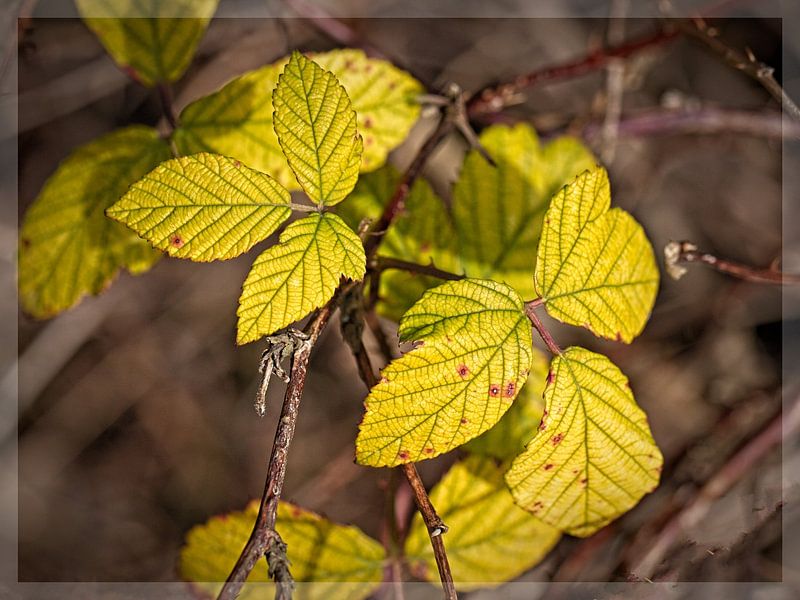 Autumn Leaves by Rob Boon