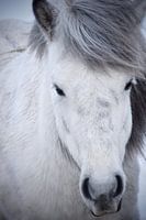 Icelandic horse in the snow