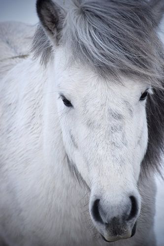 Isländisches Pferd im Schnee
