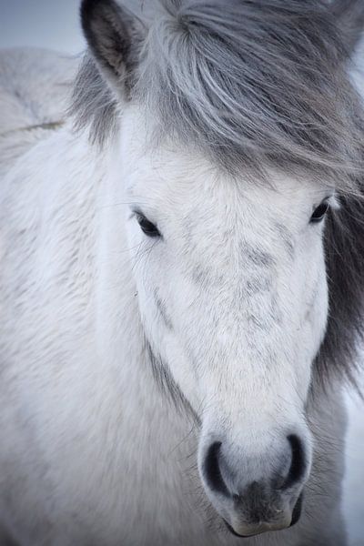 Icelandic horse in the snow by Elisa in Iceland