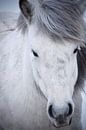 Icelandic horse in the snow by Elisa in Iceland thumbnail