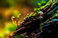 Herfst paddenstoelen van Patrick  van Dasler thumbnail