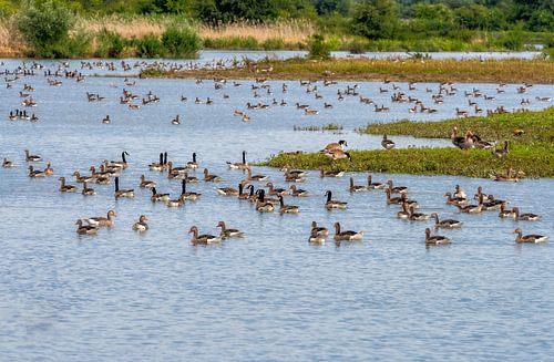Vogeleiland in de Altmühlsee