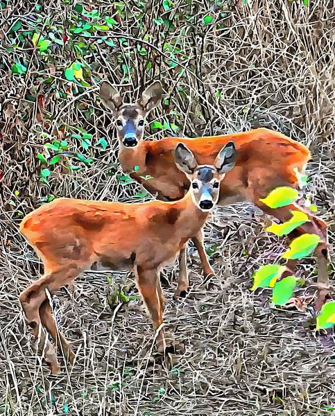 Adolescent Roe Deer by Dorothy Berry-Lound