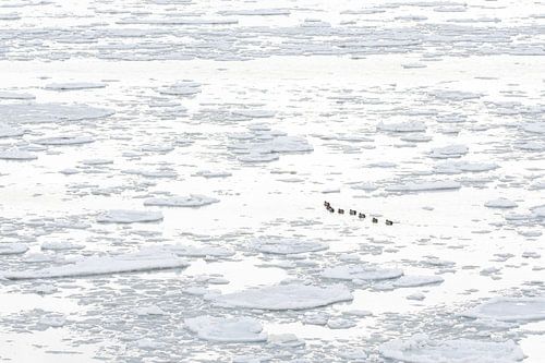 Smienten in zee-ijs